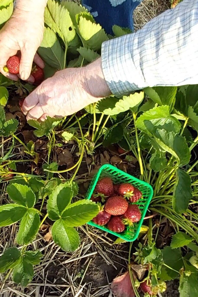 ForsytheFarms's tweet photo. Looking for something to do today? Come Strawberry Picking 🍓 Right now our patch is in great shape,and the picking is fast, easy,and fun!  We're open 9:30-5, hope we see you soon! 
#strawberries #pyo #pickyourown #familyfun #getoutside #natureunfiltered #durhamtourism #visitydh https://t.co/EjcWAJHZ4n