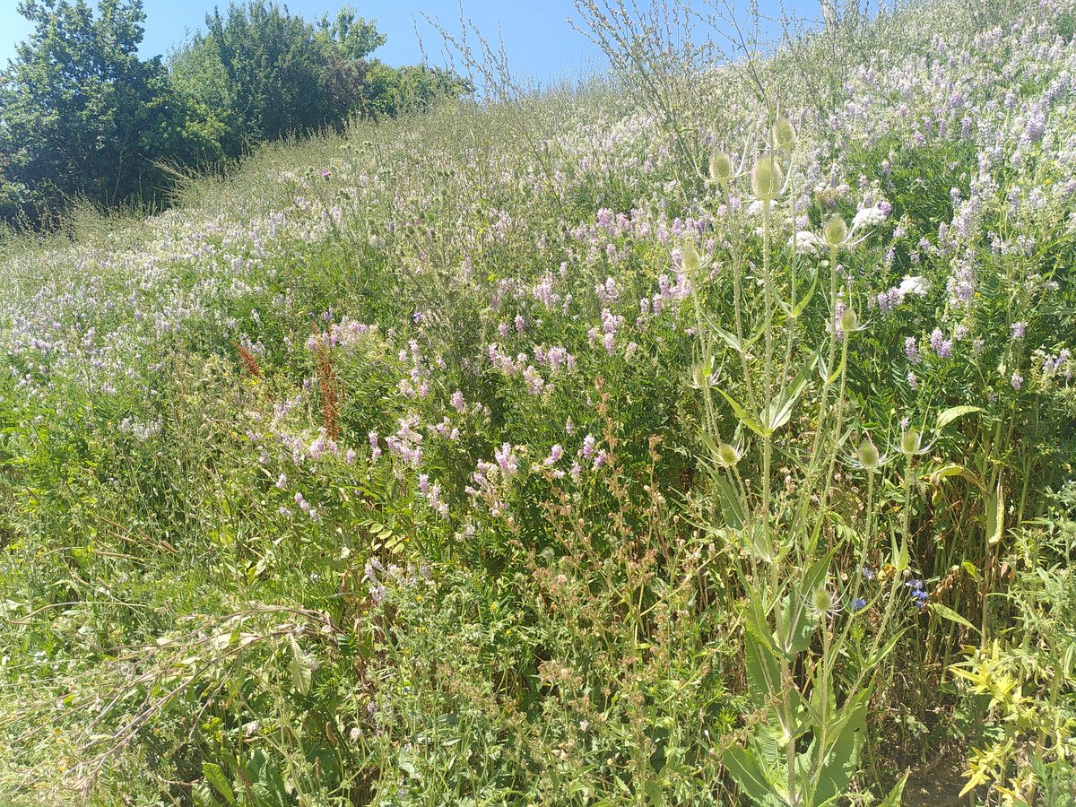 DChapellon's tweet photo. #24hBiodiversité réussies au nouveau parc de #Quincé #Rennes https://t.co/WIvXIazVOS