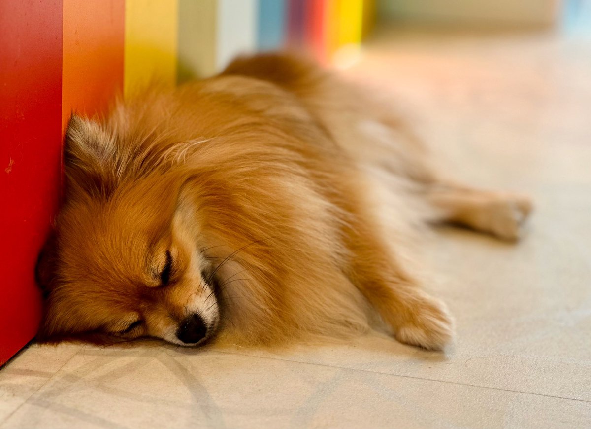 Watage0203rio's tweet photo. 自分もう犬になったかもしれない！
昨日､､､1日寝た､､､もうシニア犬かも

#わたげ #わたげちゃん #わたげちゃんしか勝たん #わたげちゃんに届け #わたげちゃんの全てが可愛い #いぬ #ポメラニアン #愛 #愛犬 #かわいい #癒される #ペット動画 #好き #犬 #愛してる #寝顔
#dog #pomeranian #love https://t.co/8QjfCGljCC