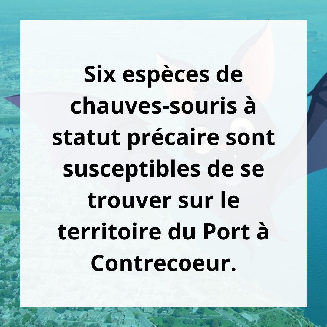 [SÉRIE MARITIME] 🐟 La construction de nichoirs à hirondelles et de condos à chauves-souris témoignent aussi d’un souci de préservation de la biodiversité. Pour en savoir plus 👉 metropolisbleu.org/maritime Merci à notre partenaire Port de Montréal