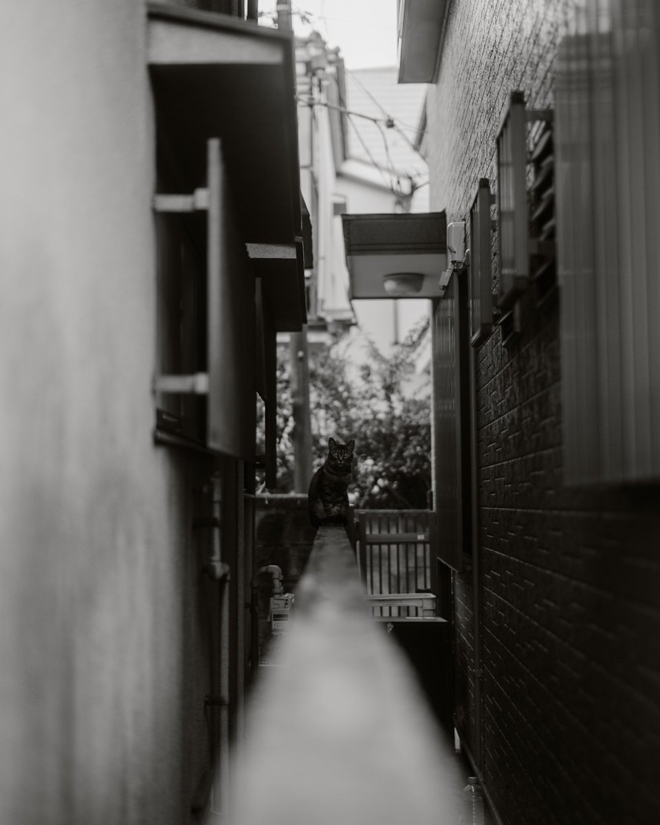 ron_foto's tweet photo. Operaもええやんええやん

dc-s1
tokina Opera 50/1.4 ff https://t.co/t3STadCt6I