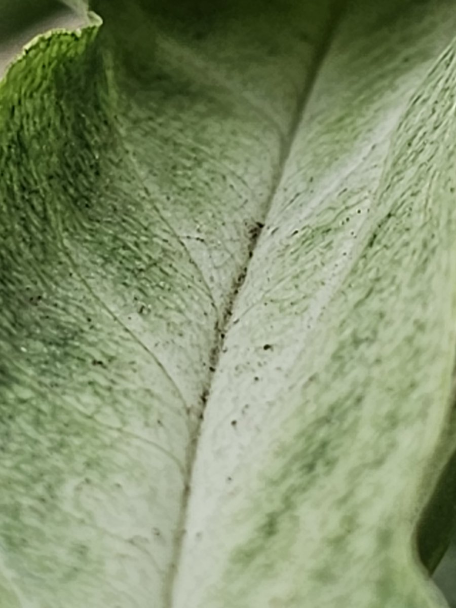rajnavin's tweet photo. #ShotOnSnapdragon #s23ultra #NaturePhotography #Macromode #noedits https://t.co/eJZsjgcNJp
