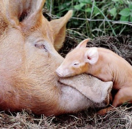Love pigs. Don't eat them. #GoVegan