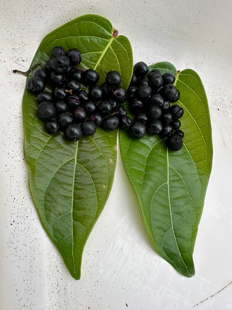hpnadig's tweet image. Little wild fruits bring such a joy! 
#neraLe #Jamun #JavaPlum