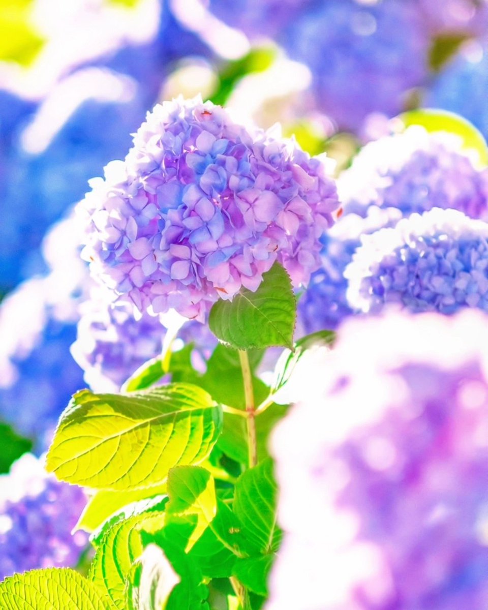fumiboo4649's tweet photo. #紫陽花 の季節ももうすぐ終わり
❁。゚❀。*。❀゚*❁゚*❁。゚。*❀゚*❁。゚❀。**❁。゚ *❁。゚❀。*。❀゚*❁゚*❁。゚。*❀ #カメラ散歩 #キリトリセカイ #写真好きな人と繋がりたい #hydrangea #Japanesehydrangea #camerawalk #kiritorisekai #photography #PENTAX https://t.co/8u3V6X62JB