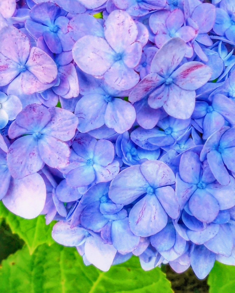 fumiboo4649's tweet photo. #紫陽花 の季節ももうすぐ終わり
❁。゚❀。*。❀゚*❁゚*❁。゚。*❀゚*❁。゚❀。**❁。゚ *❁。゚❀。*。❀゚*❁゚*❁。゚。*❀ #カメラ散歩 #キリトリセカイ #写真好きな人と繋がりたい #hydrangea #Japanesehydrangea #camerawalk #kiritorisekai #photography #PENTAX https://t.co/8u3V6X62JB