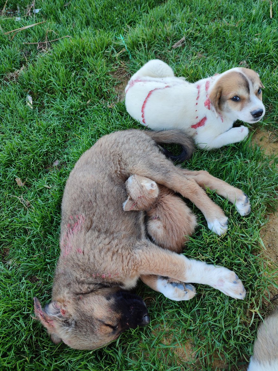 Marc27Safwat's tweet photo. 🥰🐕 https://t.co/MHzUbk757X