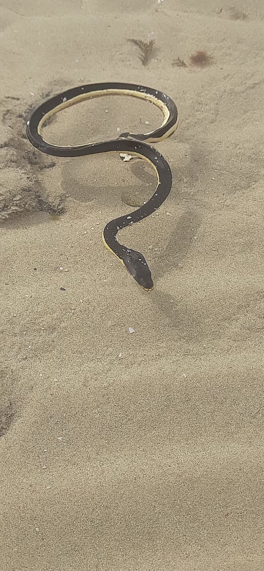 Meanwhile our coral reef restoration team continues in Mithapur, Gujarat in a private-public partnership with @TataChemicals in bringing back #biodiversity. Sea horses, Octopus egg case & yellow-bellied sea snake amongst its riches #WTIWorks