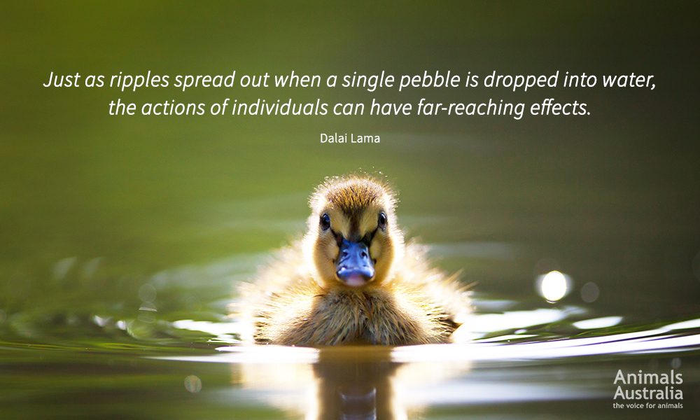 Just as ripples spread out when a single pebble is dropped into water, the action of individuals can have far-reaching effects.

#ThinkBIGSundayWithMarsha #EndViolence #EliminateBullyingBasedViolence #SuicideAwareness #bullying #awareness #mentalhealth #humanity