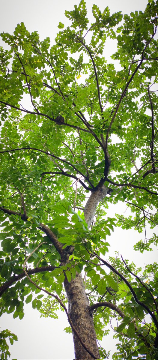 Home sweet home 🌿🌳🌿

#trees #nature #MyView #TreeClub