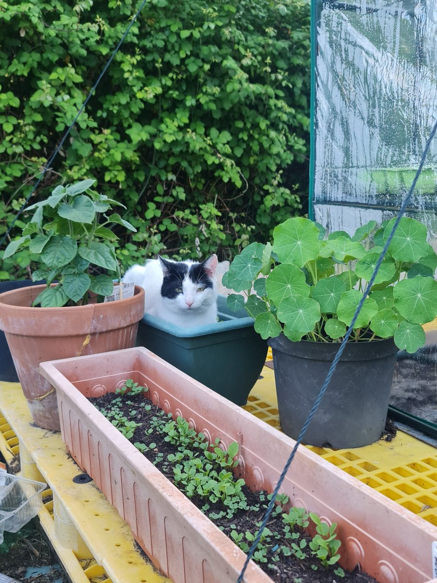 alixemm's tweet photo. @PDSA_HQ Not sure I'd call him a helper. He flattens all the seedlings. 🤣 https://t.co/4w5ftVNB8a