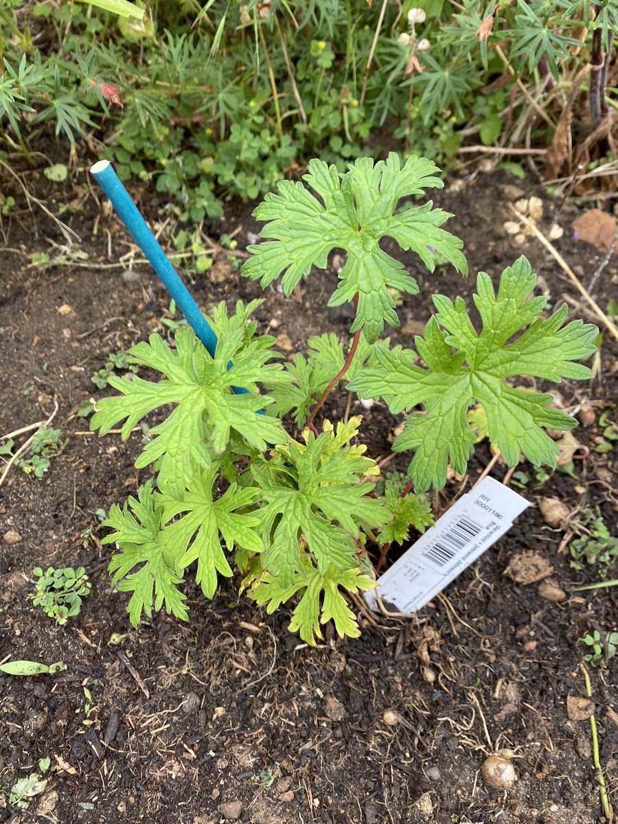 Fiona Mac Celebrant 💙 tweet media