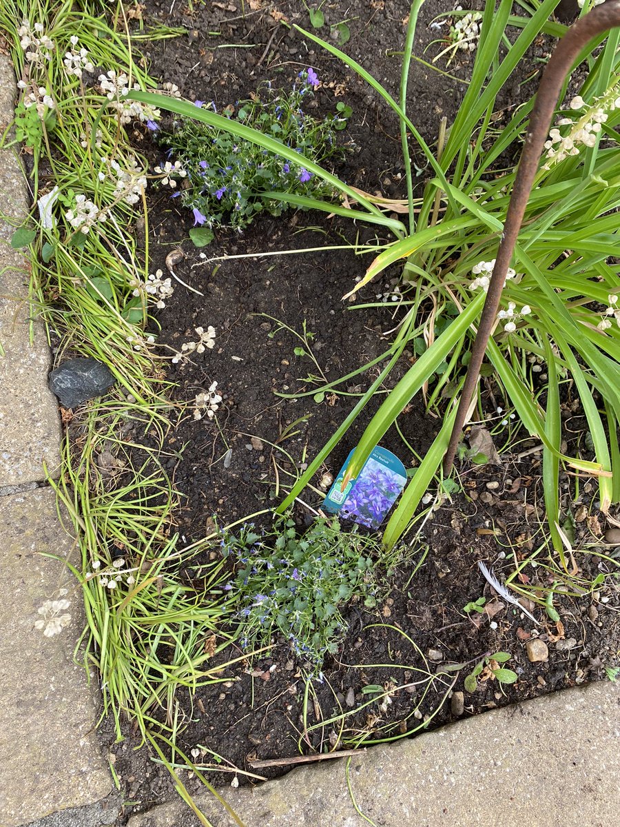 Fiona Mac Celebrant 💙 tweet media