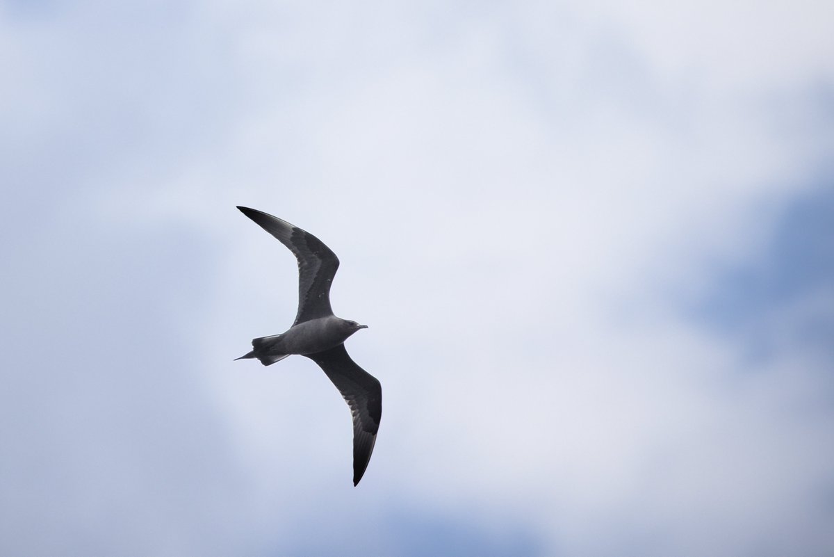 sniederb's tweet photo. This was literally the first picture taken arriving at #Bragar; an arctic skua causing some unrest. Shortly after a swift flew by, but that one was too quick for my photography-skills. There was also a bar-tailed godwit, somewhat unusual this time of year.
@HebridesBirds https://t.co/bO5DoUqcuW