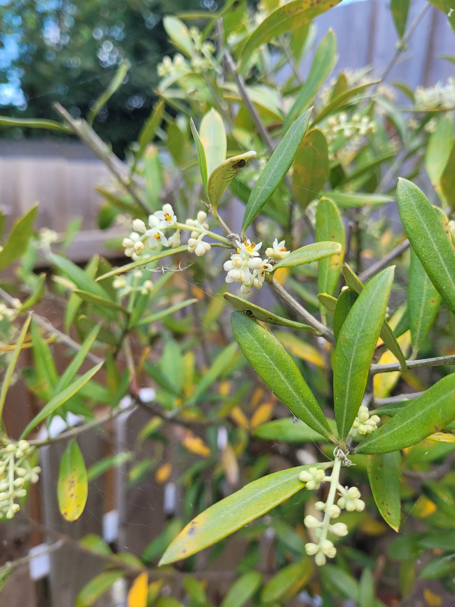 Hoping these turn into olives 🤞