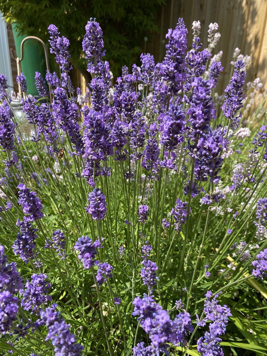 Fiona Mac Celebrant 💙 tweet media