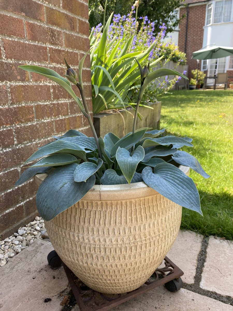 Fiona Mac Celebrant 💙 tweet media