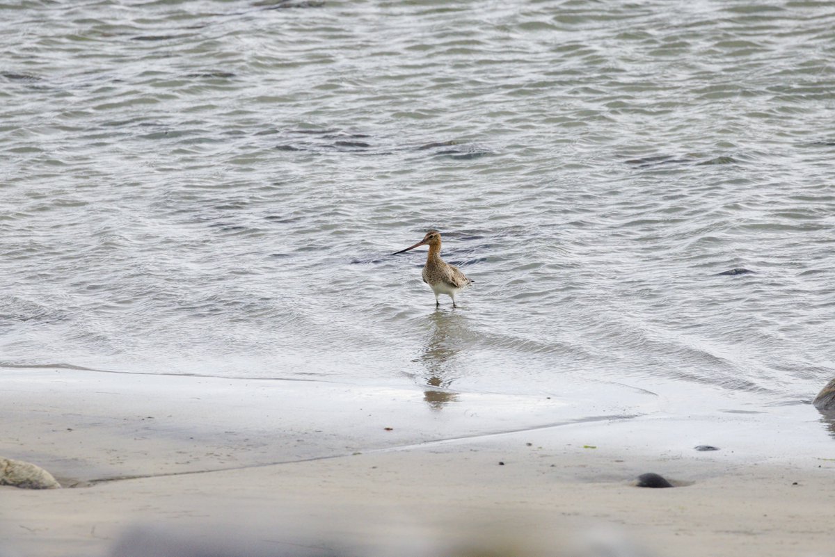 sniederb's tweet photo. This was literally the first picture taken arriving at #Bragar; an arctic skua causing some unrest. Shortly after a swift flew by, but that one was too quick for my photography-skills. There was also a bar-tailed godwit, somewhat unusual this time of year.
@HebridesBirds https://t.co/bO5DoUqcuW