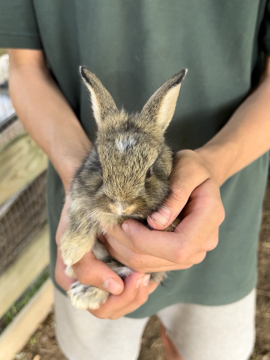 Stop by and meet a bunny.🐰Barnyard Adventure open today 10-7. #harbesfarm #bunnies #bunniesofinstagram #farmlife #longislandsummer