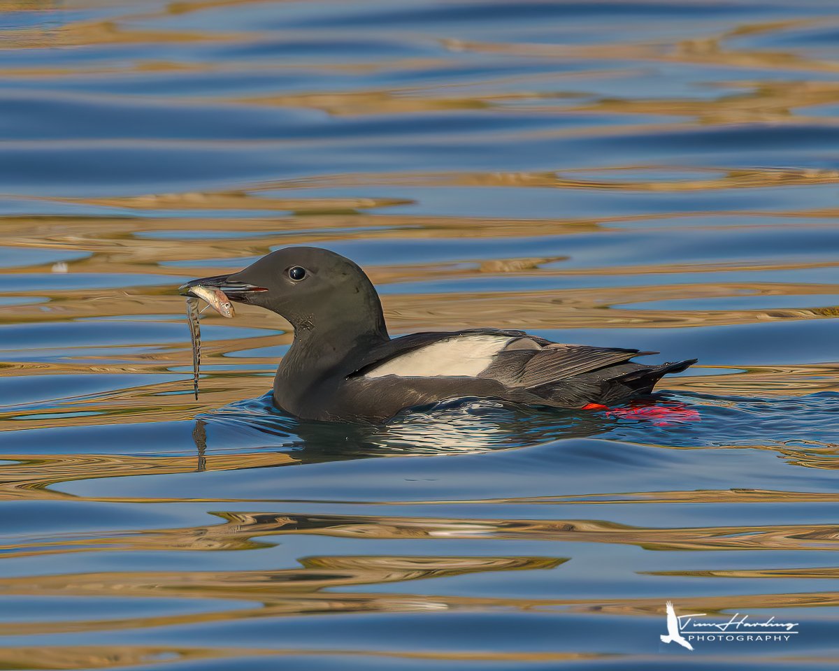 Black Guillemot with a freshly caught Sand Lance | Cape Breton, NS
#birdphotography #birds #birding #BirdTwitter #birdwatching #TwitterNatureCommunity #TwitterNaturePhotography #NaturePhotography