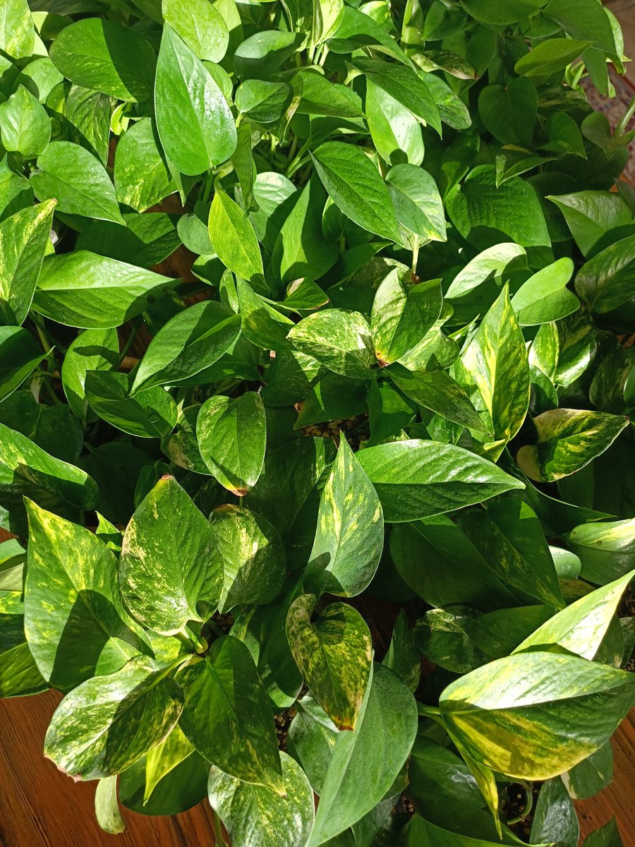 Good light, good growth🥰