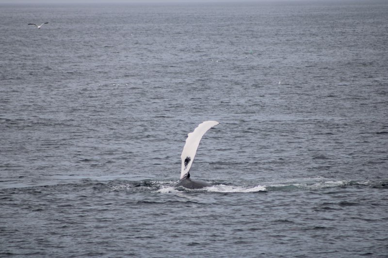 Whale hello there! A humpback whale with some flipper flapping.