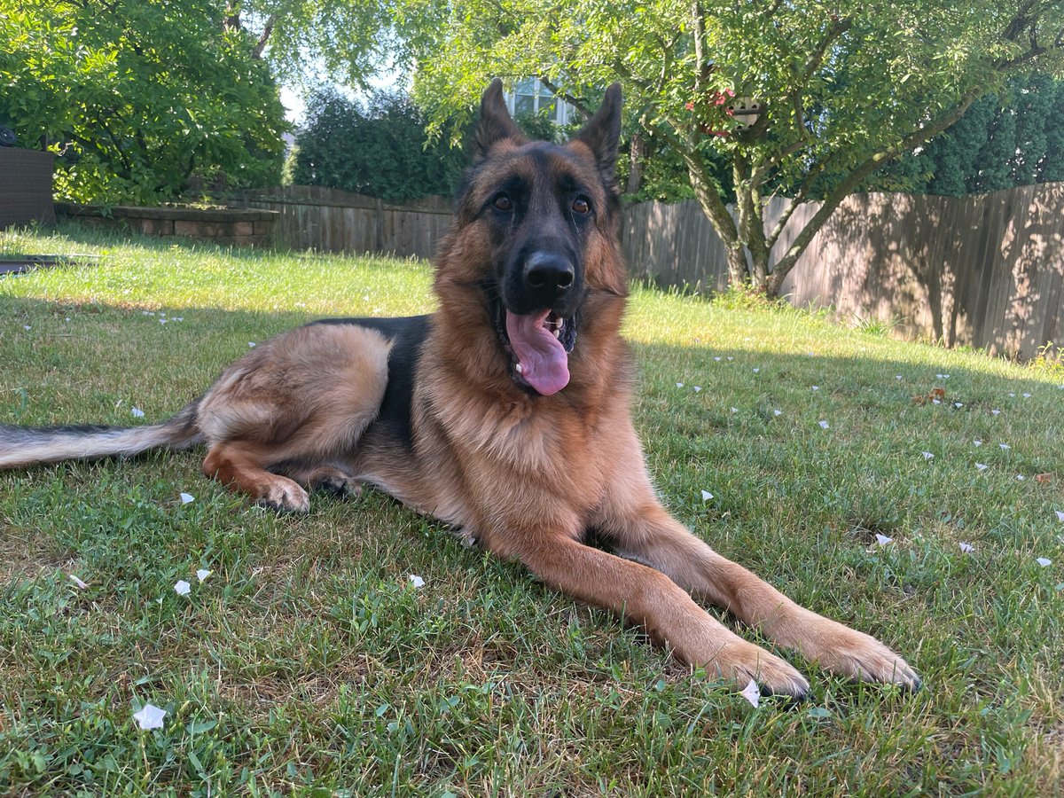 Happy Sunday everyone!

Please let Ruger!

He is training with us in our Board and Train Plus Program!

He is the most handsome boy ever!

#dogtrainers #dogtraining #germanshepherd #gsd