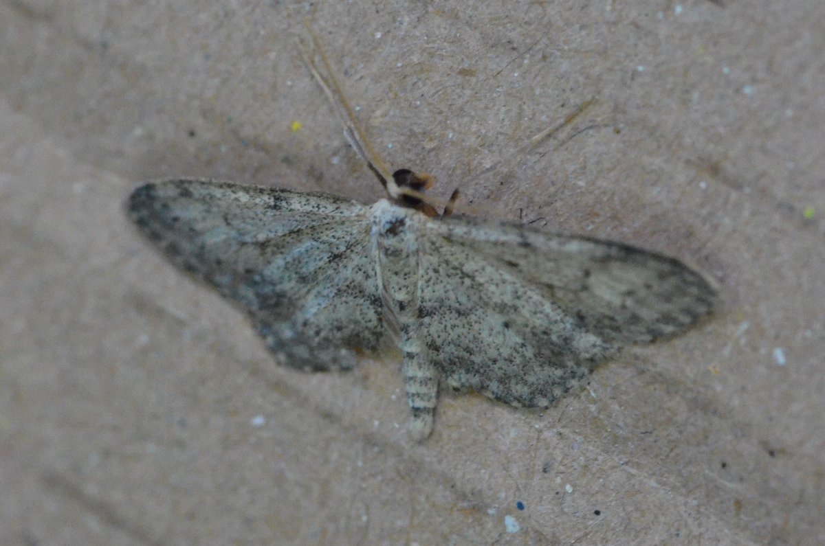 Annette Hall tweet media