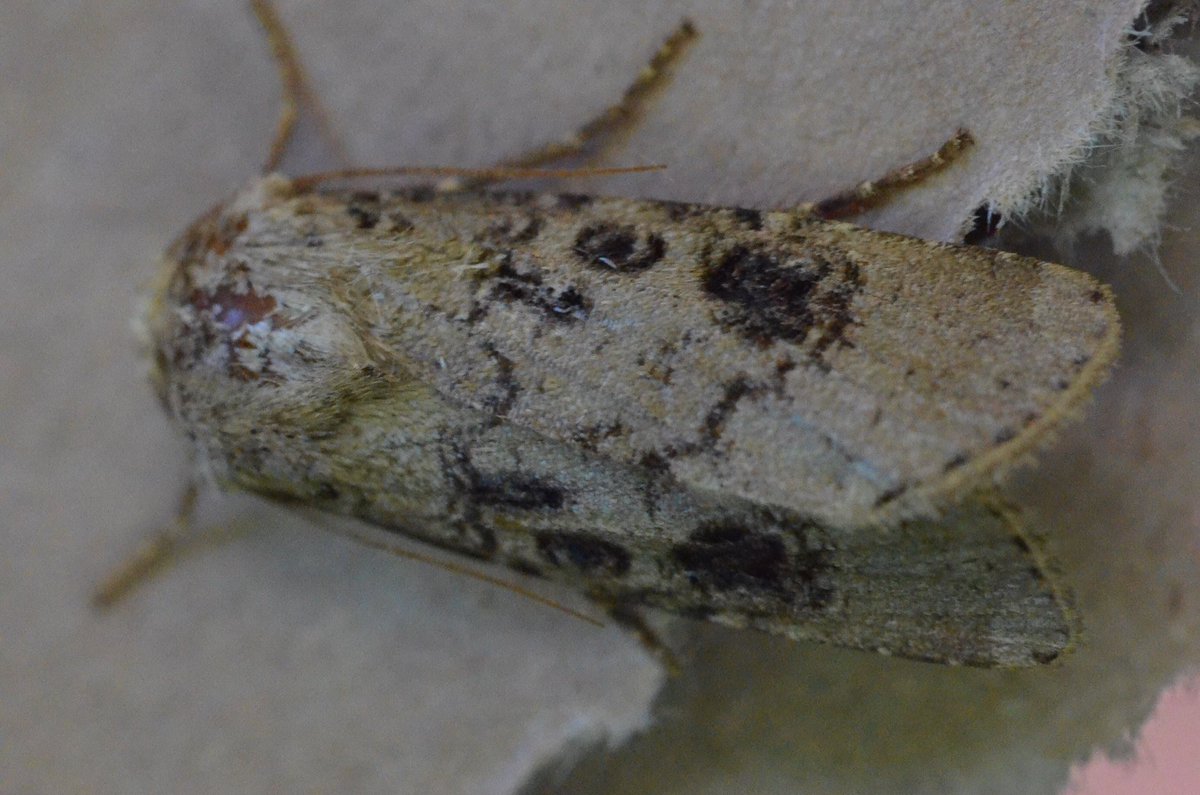 Annette Hall tweet media