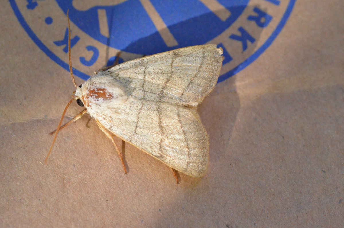 Annette Hall tweet media