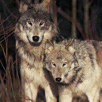 “Wolves go after a wounded deer, it is the nature of the beast”
