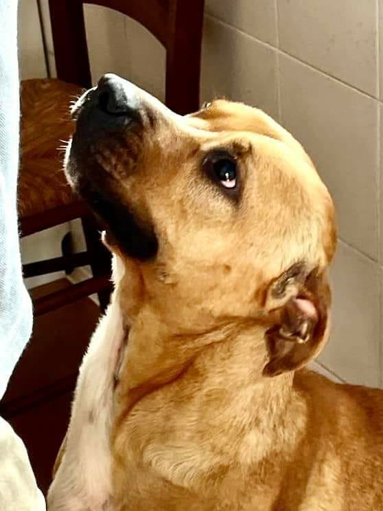 RobertaPapa13's tweet photo. Nala 2 anni picchiata a sangue e lasciata nelle sue feci a marcire ! Tolta dal suo aguzzino in Campania .. da una volontaria che si è messa contro il mondo per salvarla .. eppure è sempre in un box
In salute dolcissima e compatibile con tutti . si trova nel Lazio
Sunny 3402437479 https://t.co/cGJBvmeY0V