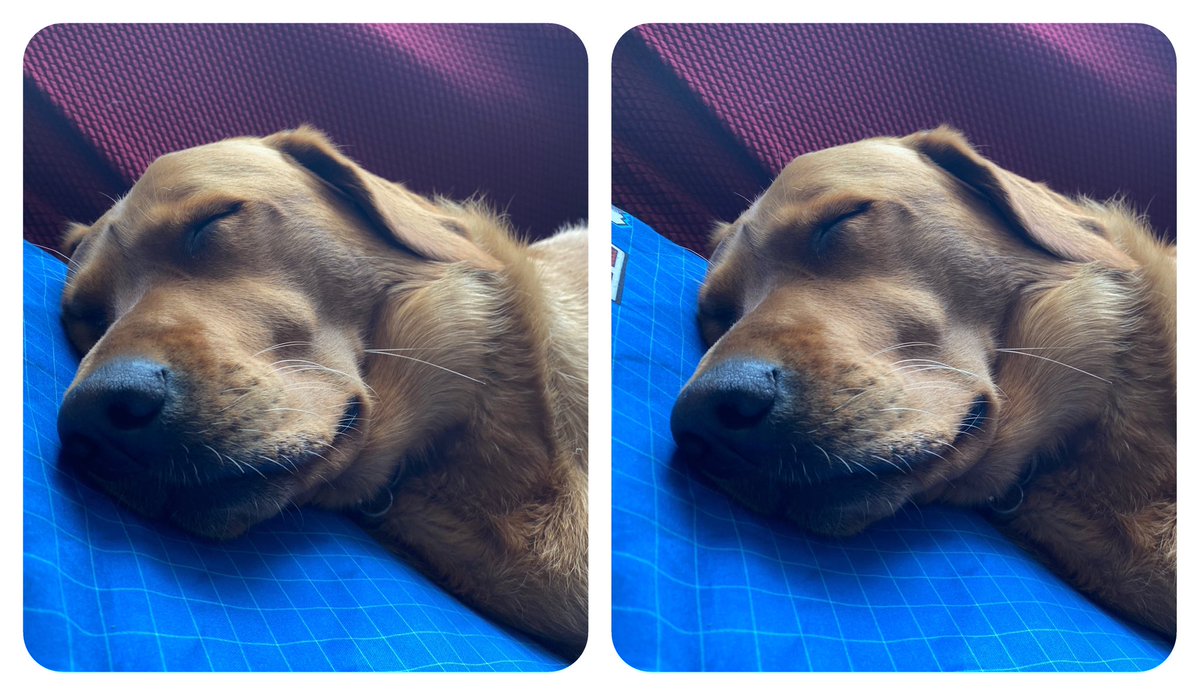 DoggoPunky's tweet photo. Zzzz https://t.co/59IjRHJ3oy