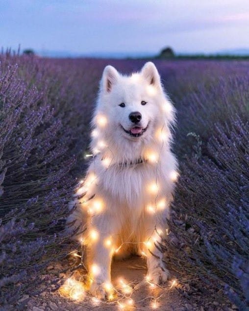 CuteDogsLovers's tweet photo. If this photo reaches your timeline everything will be okay https://t.co/L2Jxiqe7K1
