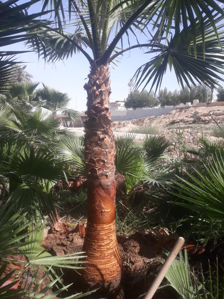 23i4i's tweet photo. متخصصون في جميع انواع النخيل العربي والواشنطني قلع_زراعه_تكريب رش مبيدات اسمده// 0550961514           #عشر_ذو_الحجه_1444 https://t.co/Uu5BDTgqCa