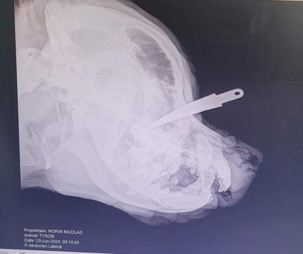 CerfiaFR's tweet photo. 🇫🇷🐕 FLASH | Un chien a été retrouvé avec une lame de 7 cm plantée dans le crâne et plusieurs brûlures, dans l'#Eure. Il aurait également été attaché à une voiture et traîné sur la route.

👉 Un appel à témoins a été lancé afin de retrouver "l’auteur de cet acte ignoble". https://t.co/O22YFNIOm1