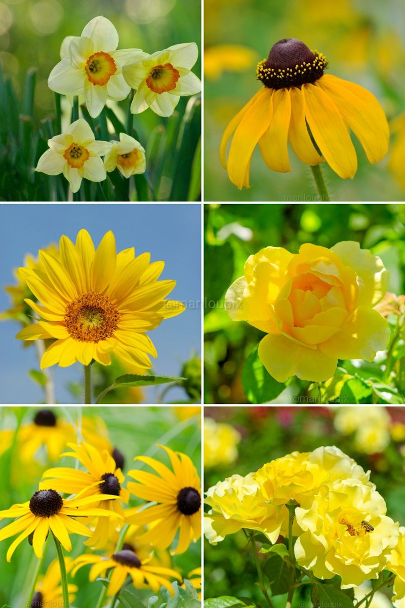 💛✨ It's Sunday time, let the yellows shine!✨💛 
#SundayYellow @DavidMariposa1 #ThePhotoHour #day173of365 #FlowersOfTwitter #Flowers #PhotographyIsArt #Nikon