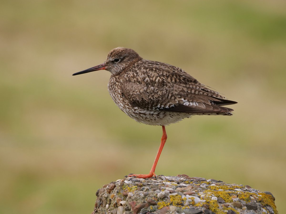 awdbossie's tweet image. Blog update …. Tureluur 
#awdbossie #awd #weidevogels
Een prachtige weidevogel 
awd-bossie.blogspot.com/2023/06/ransui…