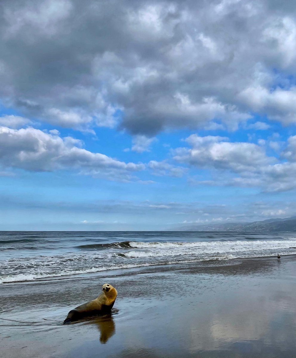 🌊🦭☀️Happy Summer! look who i saw at the beach Friday morning... #santamonica #venicebeach #sealion