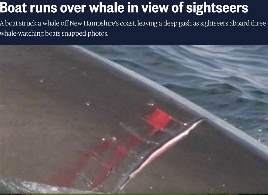 #SaveWhales A Boat runs over whale in view of sigghtseers leading the poor whale deeply injured. We must do much more to help people understand that whale-watching - especially in the massive industrial way it is now done - is just another way of destroying them.