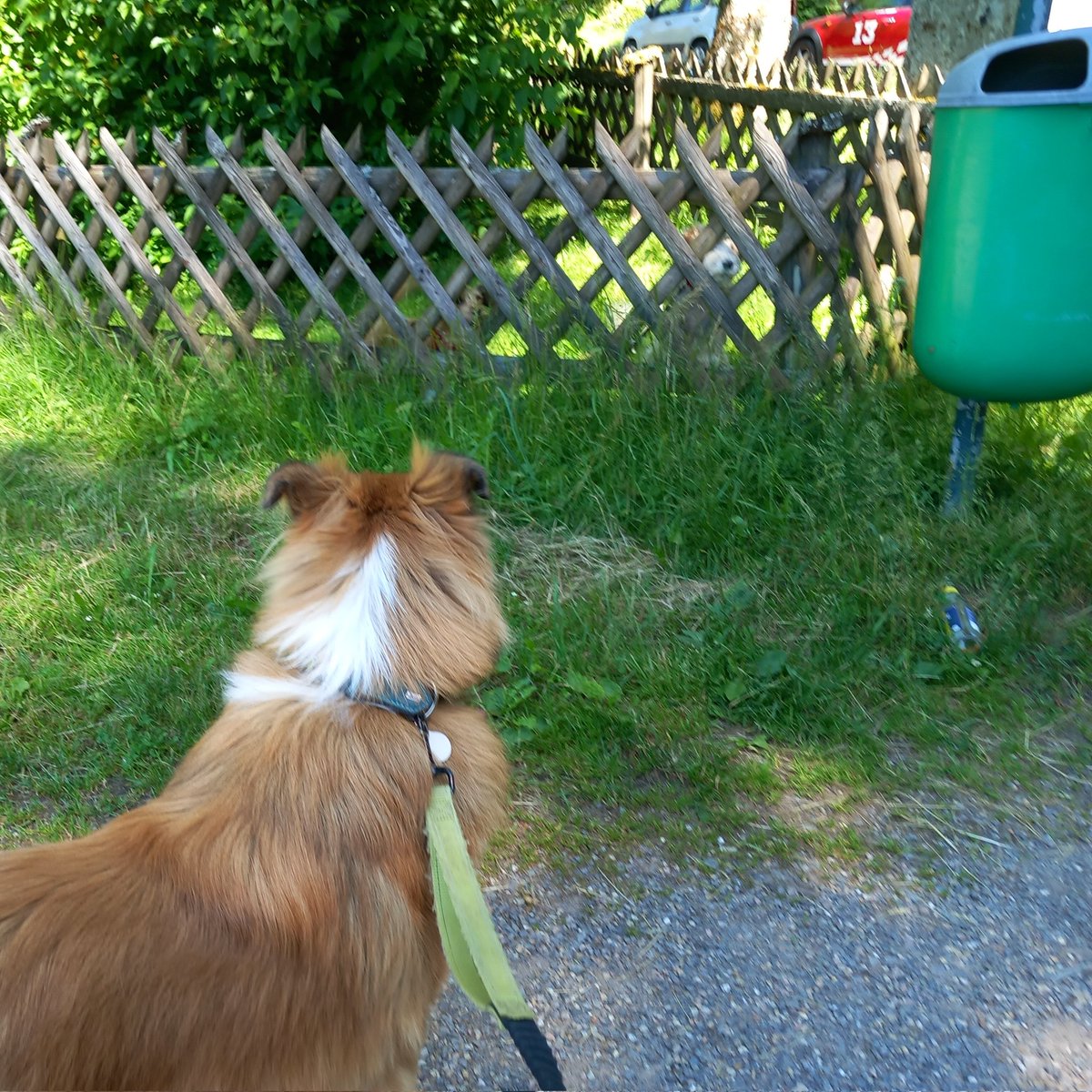 Hello little guard dog! #zshq #dogsoftwitter #roughcollie