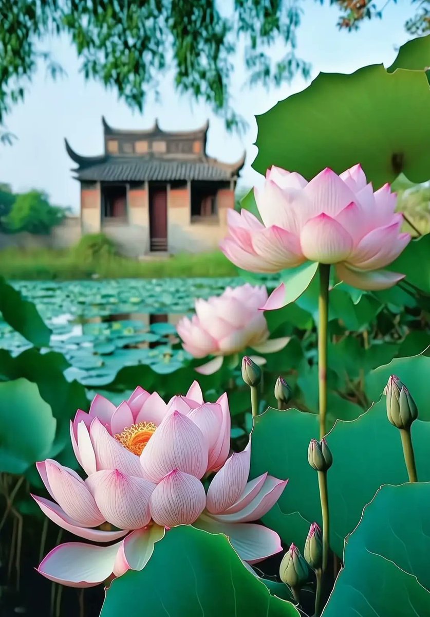 卷舒开合任天真~