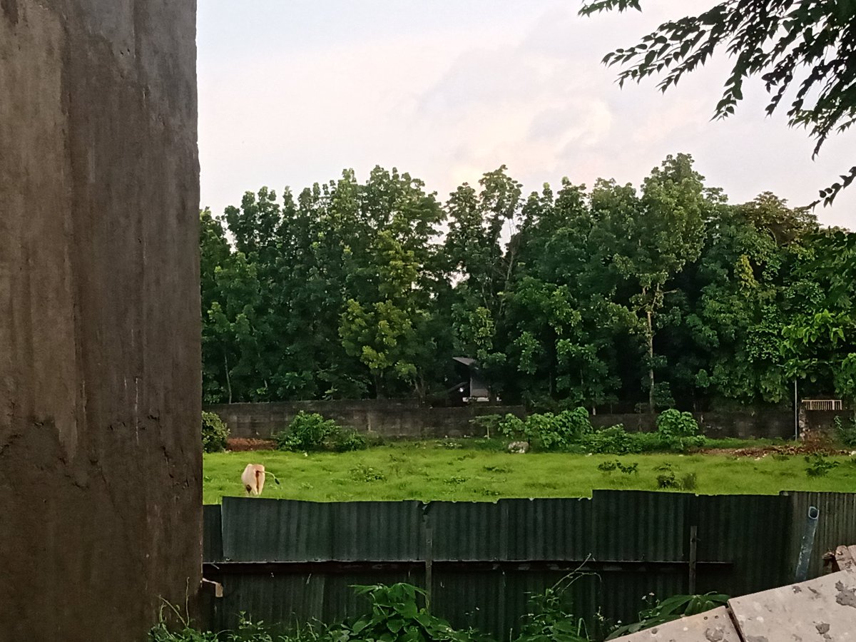 THERES COWS