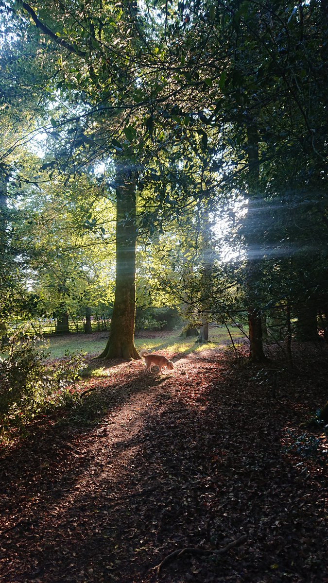 We've had an evening walk with the dog, now it's a morning walk today before the heat melts us! #newforestnationalpark #trees #sunrise