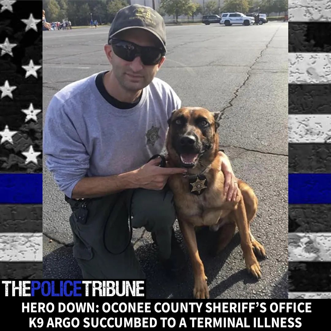 See the full story on The Police Tribune: Run and play free of pain, brave puppy. #herodown #bluelivesmatter #lawenforcement  policetribune.com/hero-down-ocon…