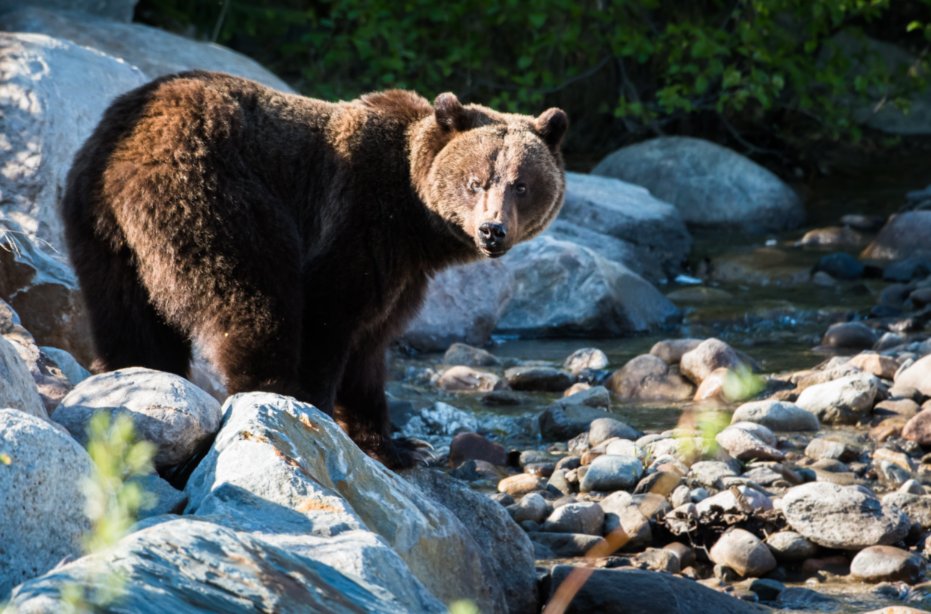 Yoho National Park tweet media