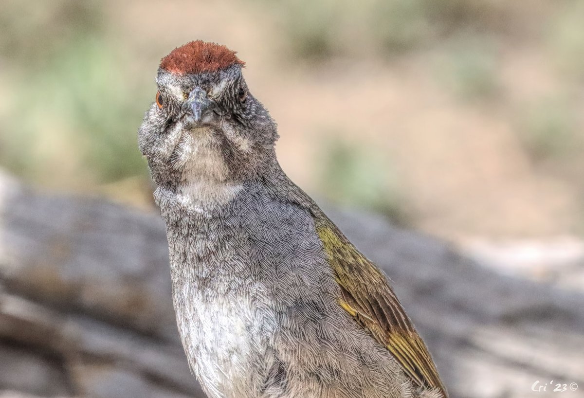 The Green-tailed Towhee is a very serious bird and as such must be taken very seriously. SERIOUSLY I TELL YOU! #becurious #BeKind