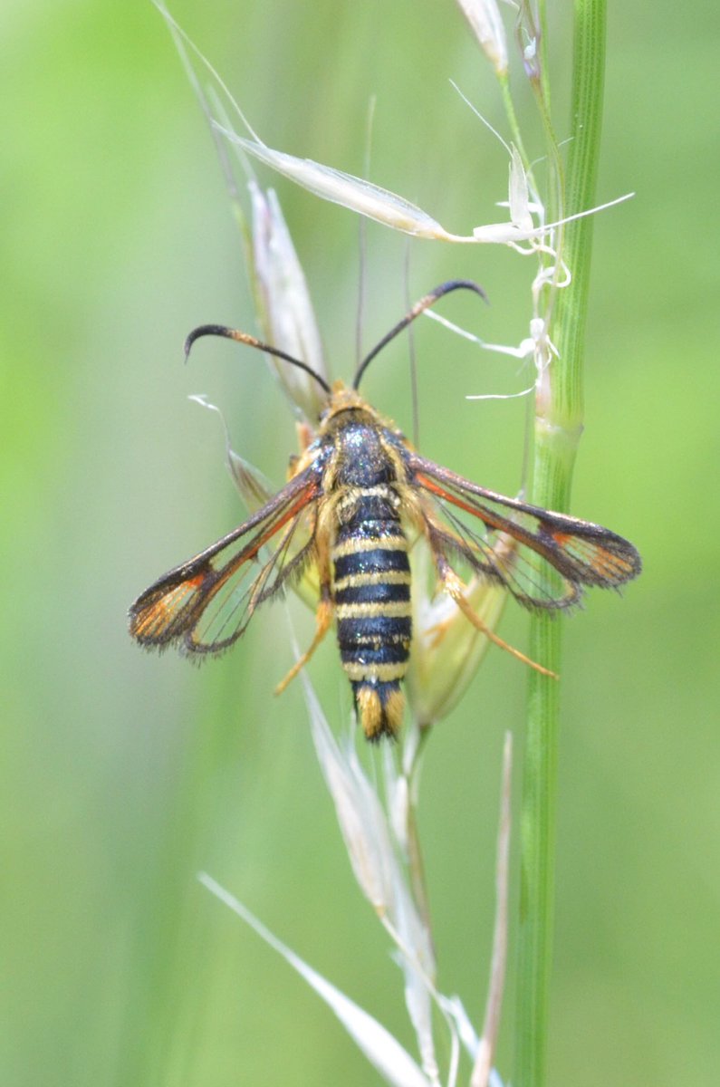 Annette Hall tweet media