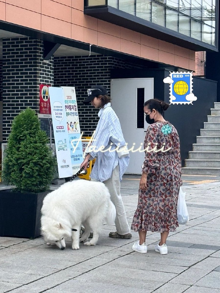 samoyed breed? 

#LISA with her mom and lemon???