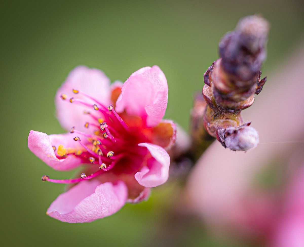 Peach Flowers...

#macro @MacroHour @ThePhotoHour #NaturePhotograhpy #peach #macrophotography